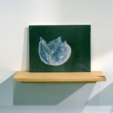 pomegranate300cleanlevelsclrbalremade1