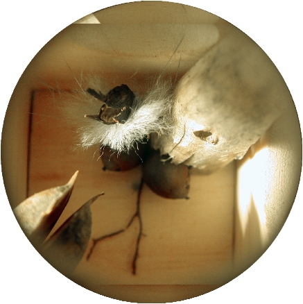 verismstudyphotoAldrich08clrbalcopy2