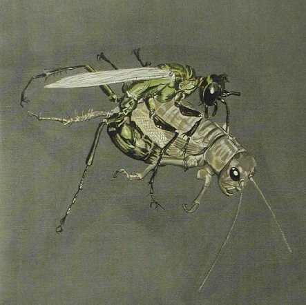 beehunterwcricketptglevelssquare1a