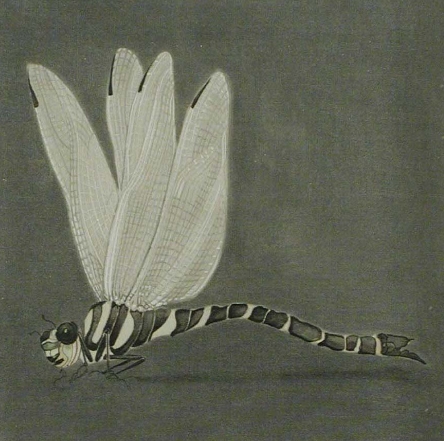 dragonflyptg1rotatedsquare1a