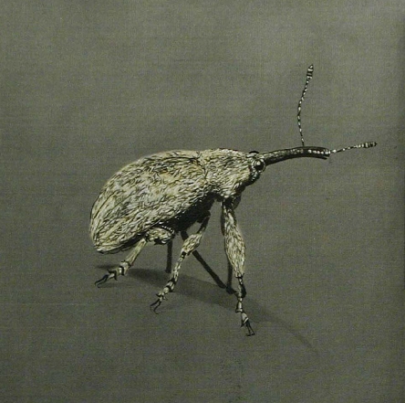 furryhumpybugrotatedsquarecopy1