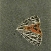 mottledmoth1ptgsquare1a