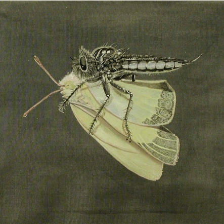 predatorwaspandbutterflyrotatedsquarecopy1