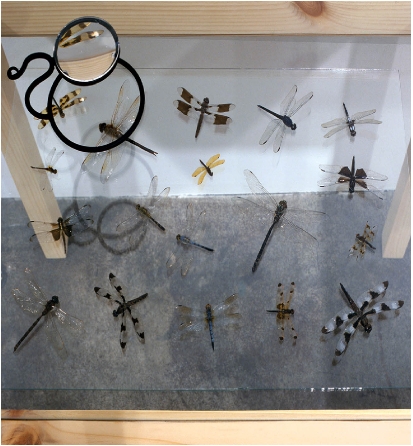 dragonfliesonglass3004x4