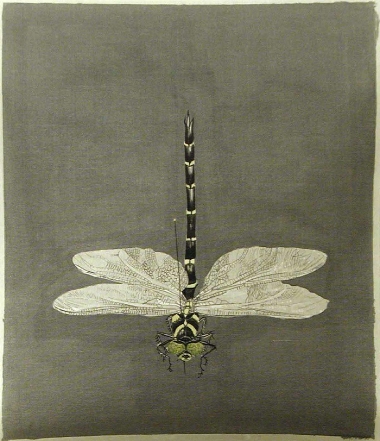 dragonflyptg2of2clean