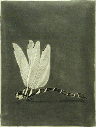 dragonflyptgcleanlevels